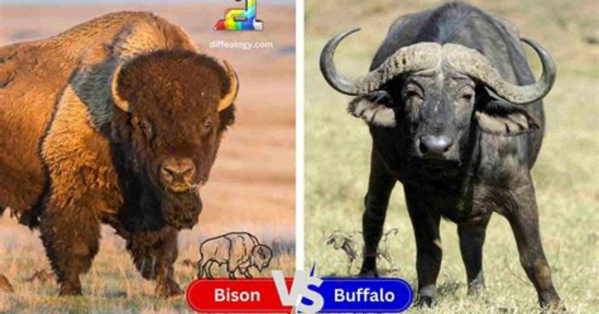What's the Difference Between Bison and Buffalo?