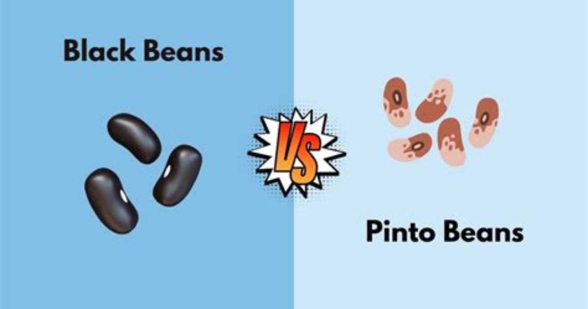 What's the Difference Between Black Beans and Black Turtle Beans