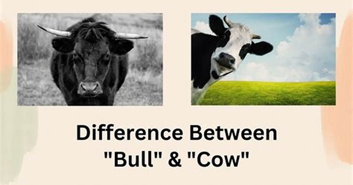 What's the Difference Between Bulls and Steers?