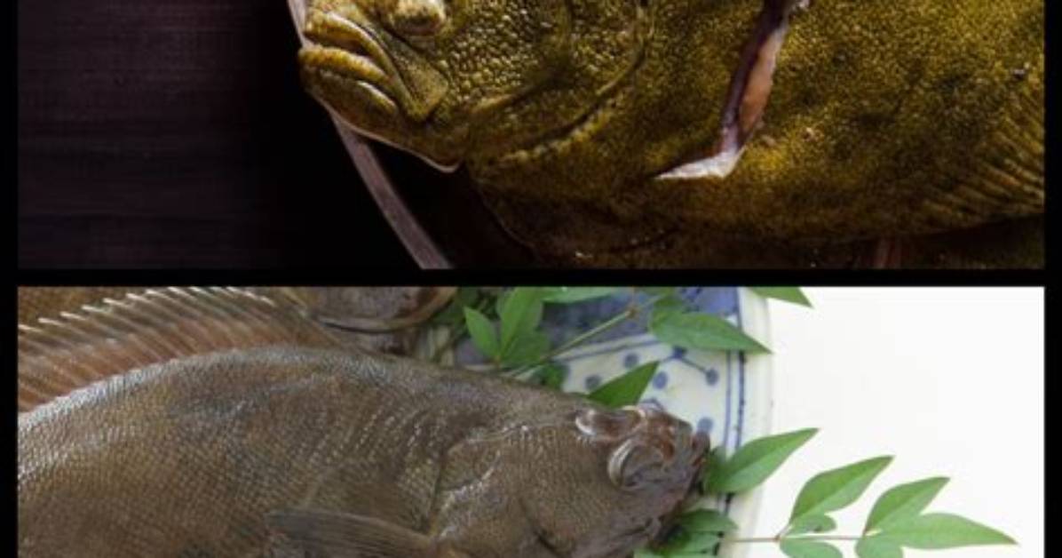 What's the Difference Between Fluke and Flounder?