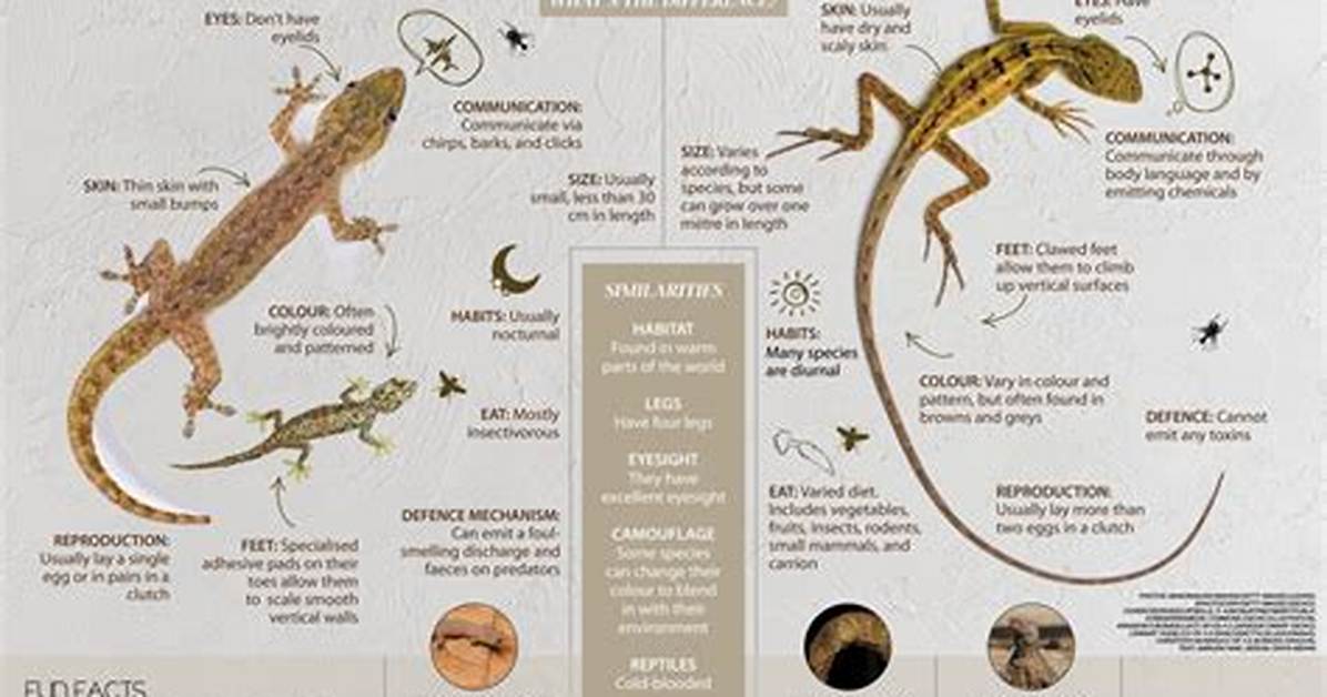 What's the Difference Between Geckos and Lizards?