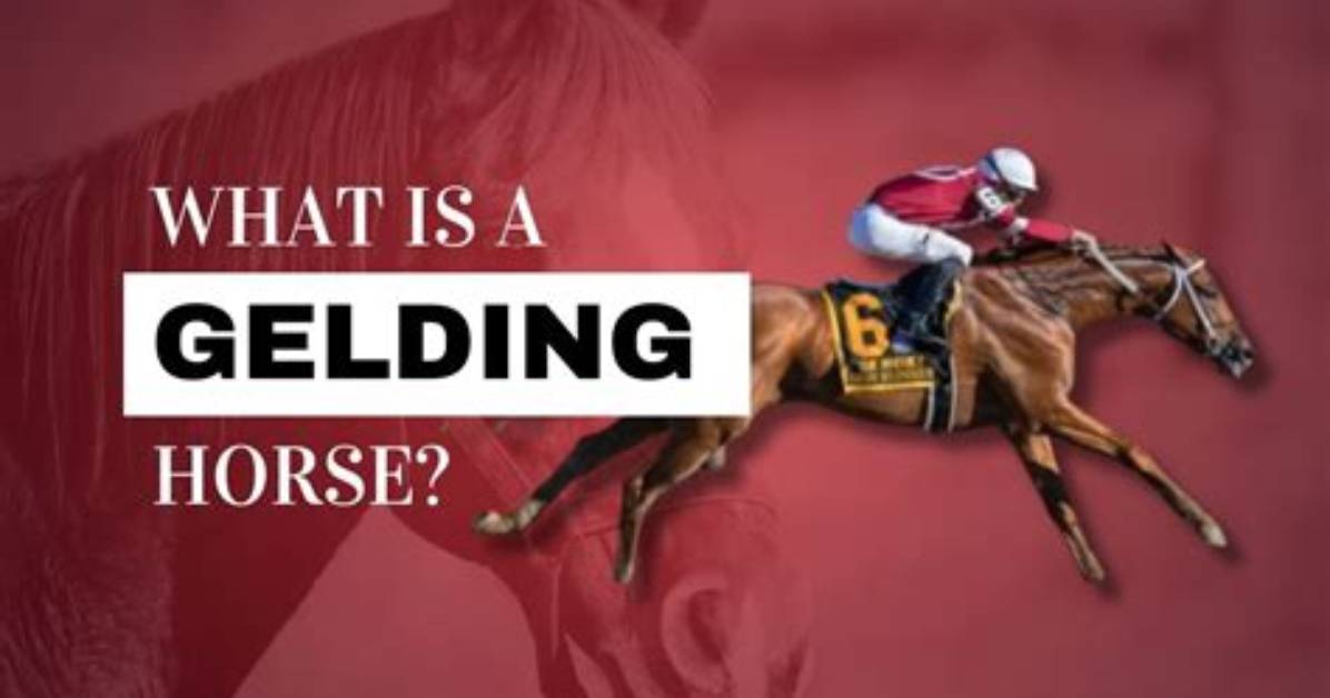 What's the Difference Between Geldings and Mares?