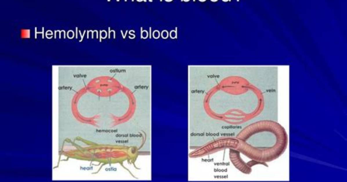 What's the Difference Between Hemolymph and Hemocoel?