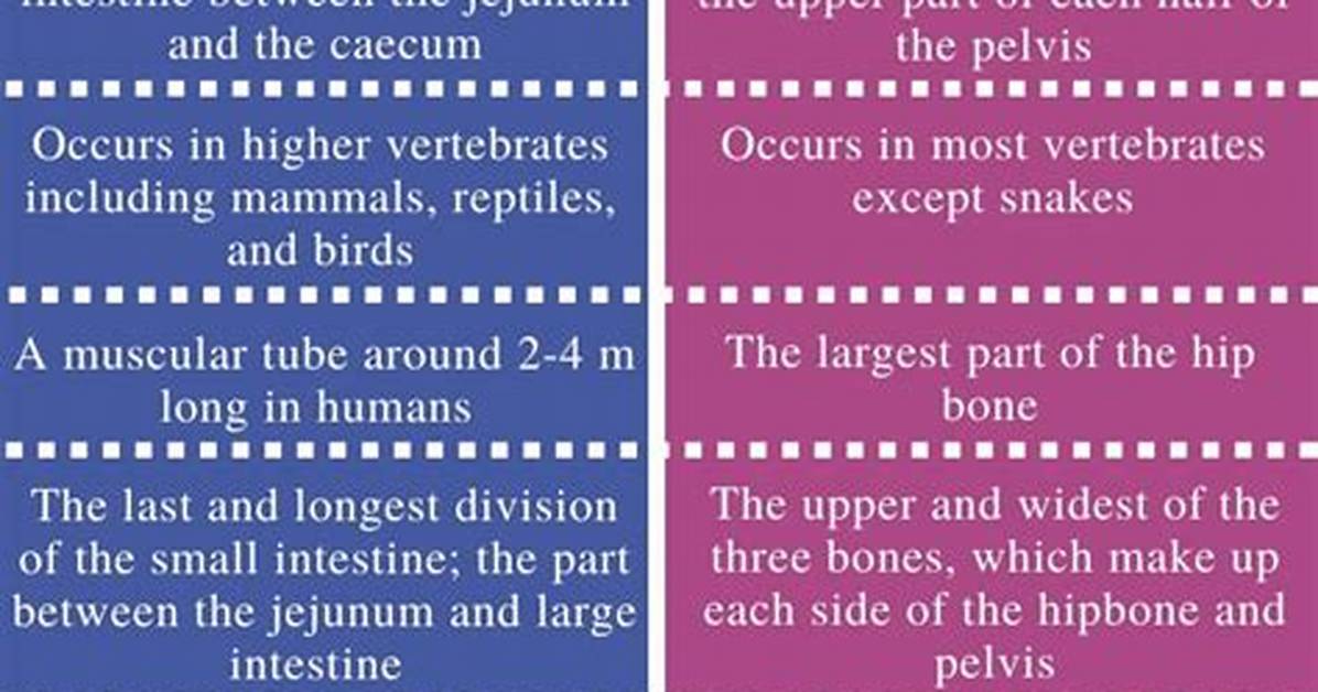 What's the Difference Between Ileum?