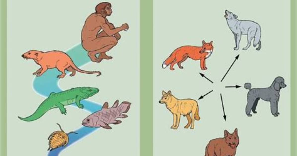 What's the Difference Between Microevolution?