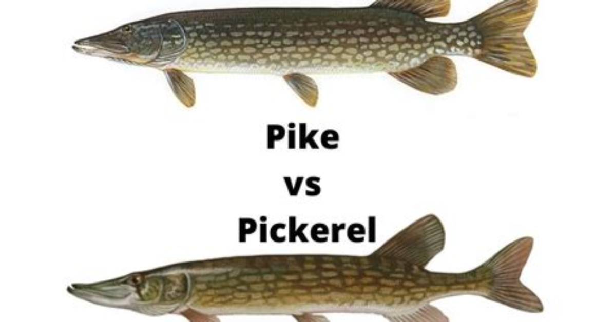 What's the Difference Between Pike and Pickerel?