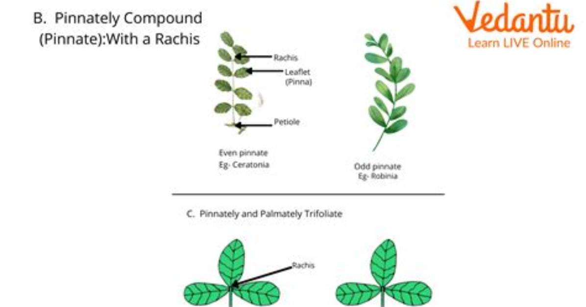 What's the Difference Between Pinnate and Palmate Venation?