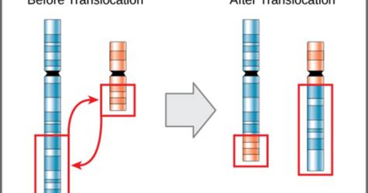 What's the Difference Between Reciprocal Translocation and Recombination?