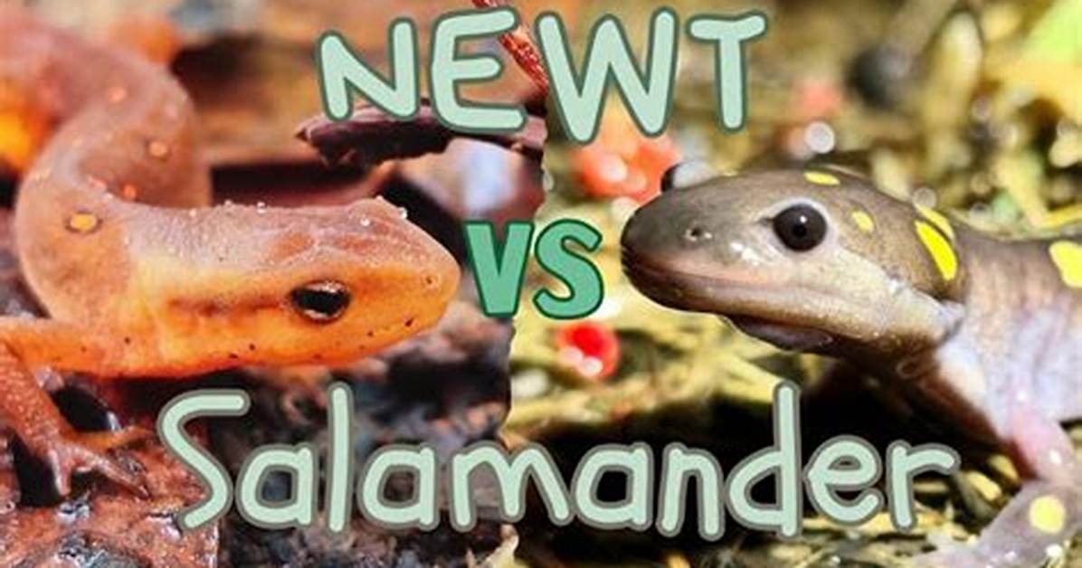 What's the Difference Between Salamanders and Water Dogs?