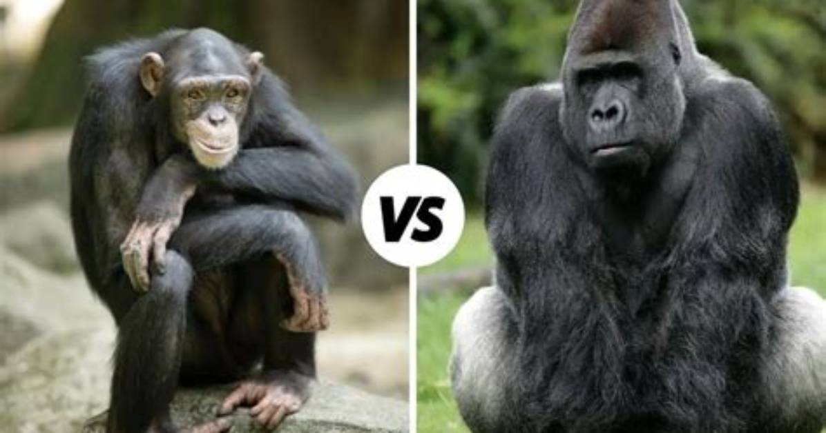 What's the Difference Between Simian and Primate?