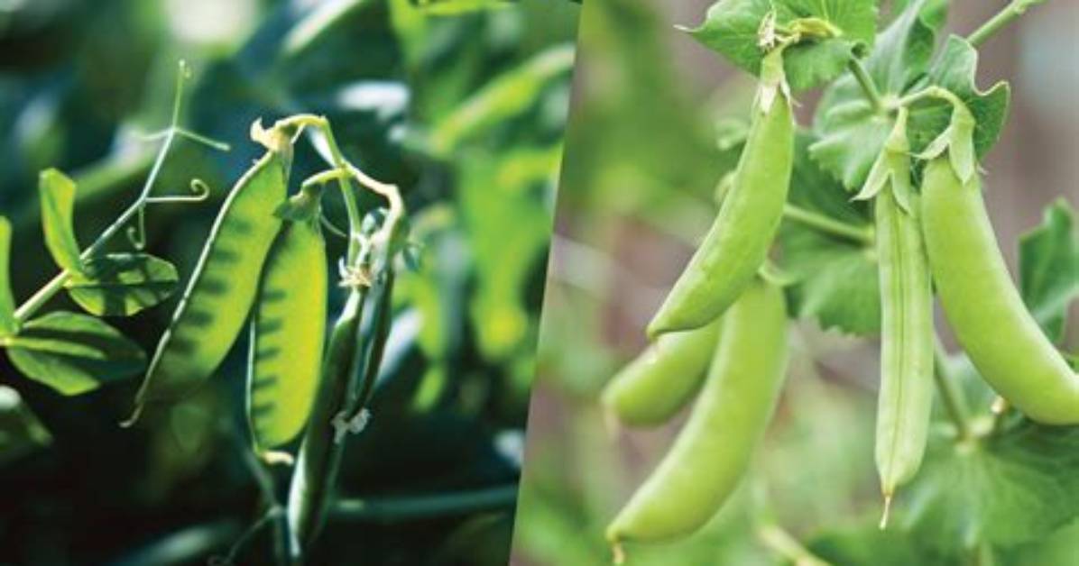 What's the Difference Between Snap Peas and Edamame?