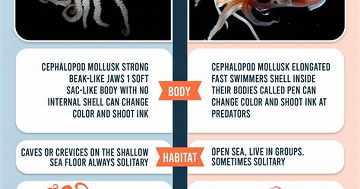 What's the Difference Between Squid and Octopus?