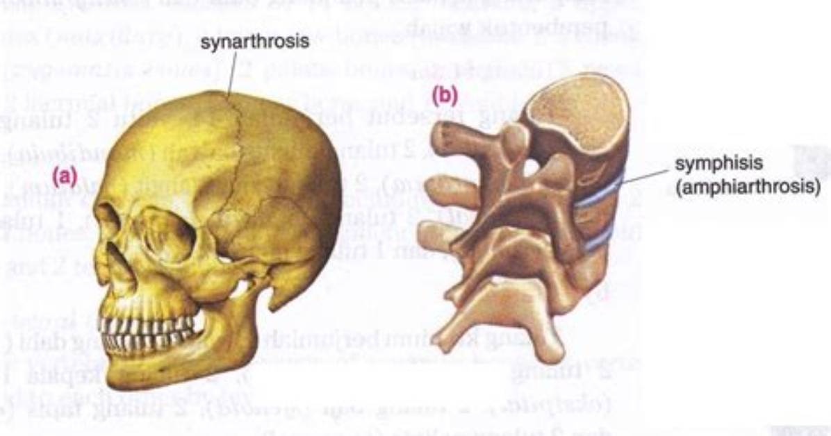 What's the Difference Between Synarthrosis?