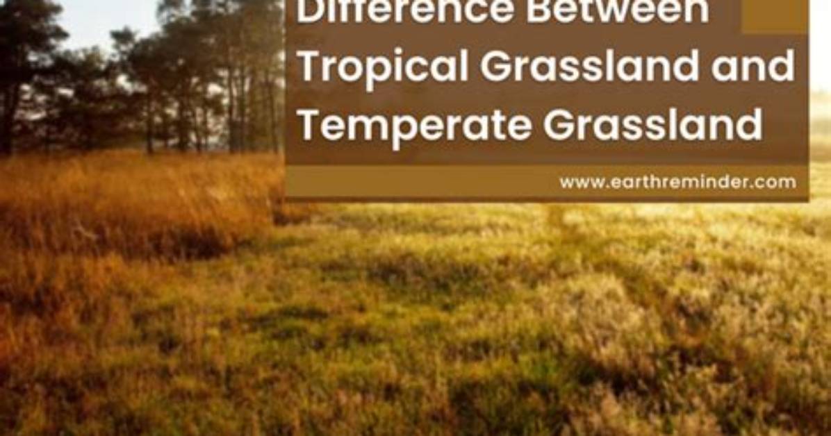 What's the Difference Between Temperate Grassland and Savanna?