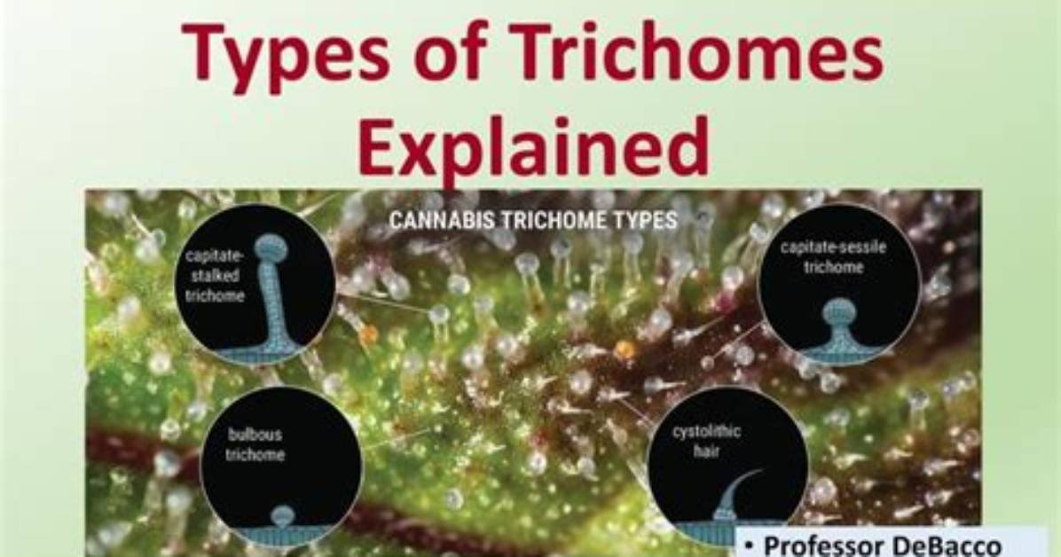 What's the Difference Between Trichomes and Root Hairs?