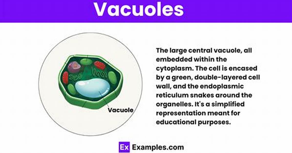 What's the Vacuoles Function?
