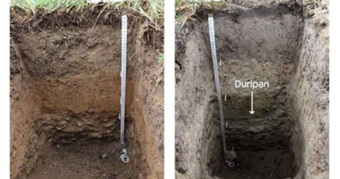 What's Well Drained Soil?