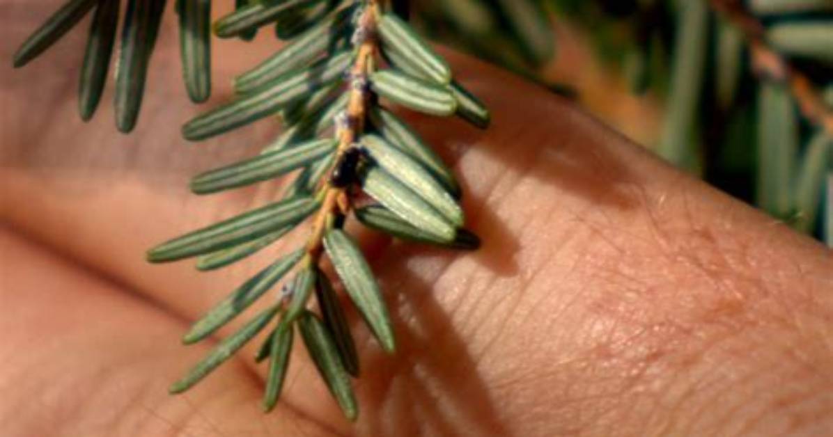 What's Wrong with Hemlocks?