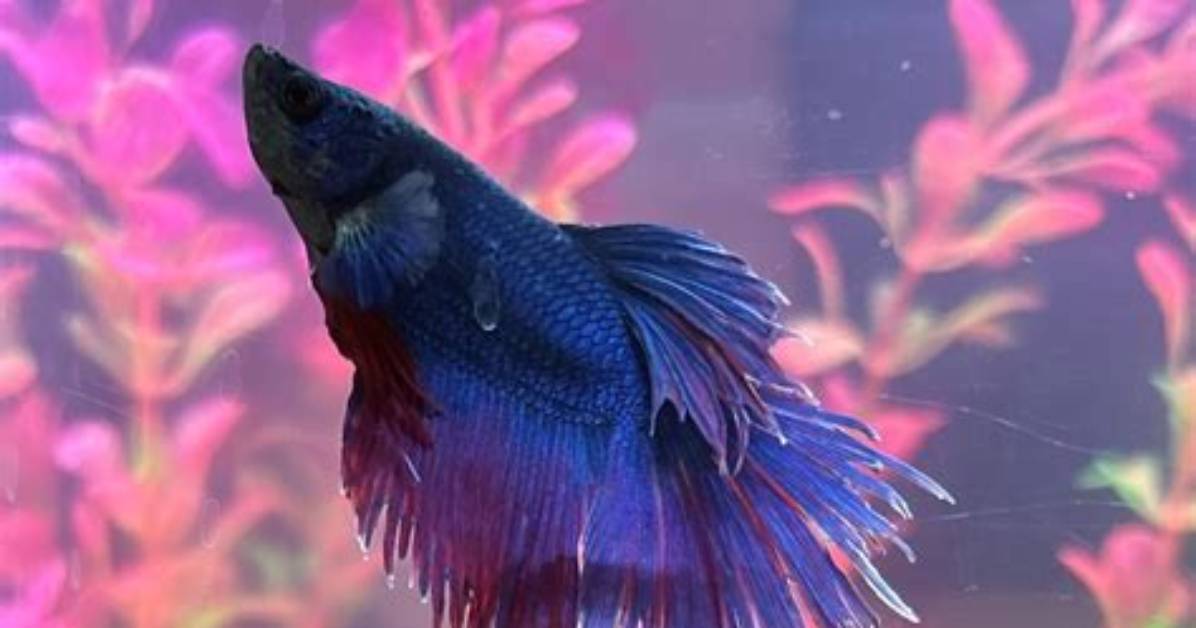 What's Wrong with My Bettas Tail?