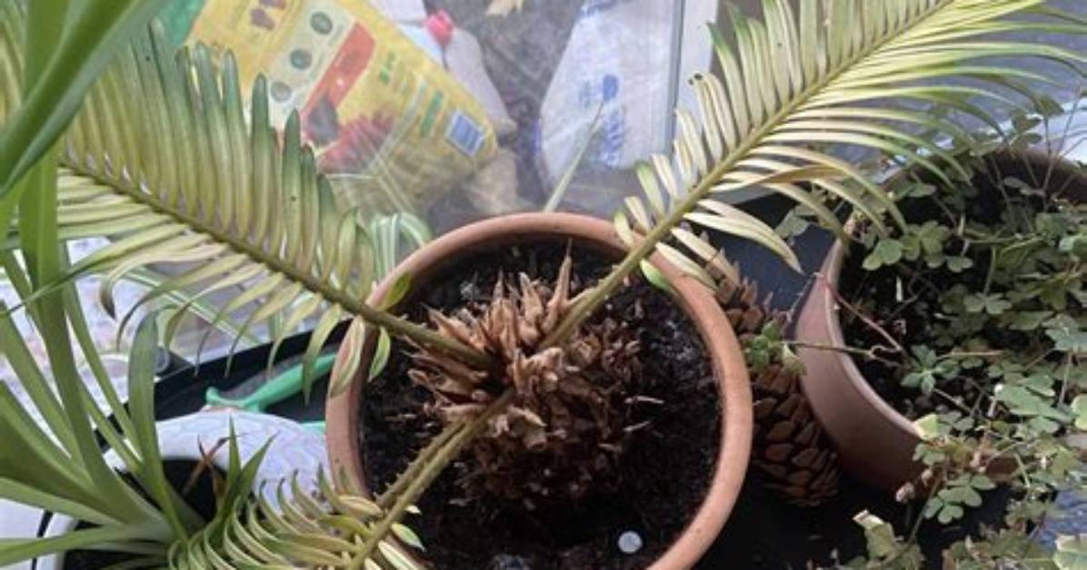 What's Wrong with My Cycad?