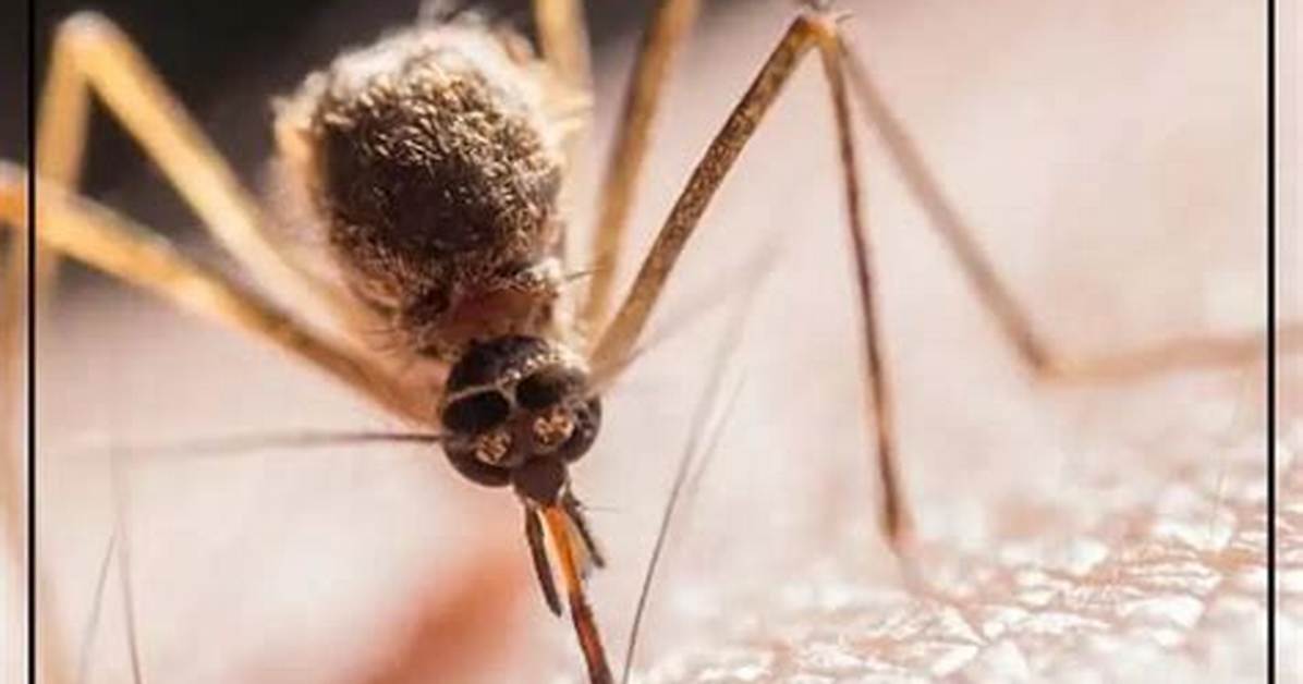 What Scent Do Mosquitoes Hate?
