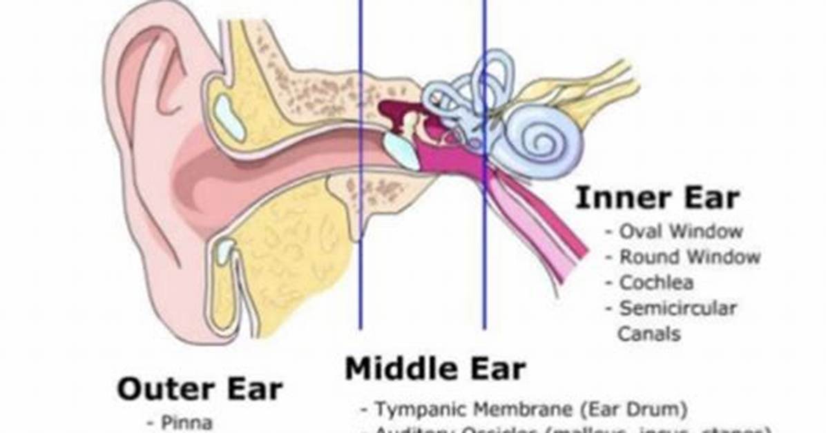 What Separates the Outer Ear from the Middle Ear?