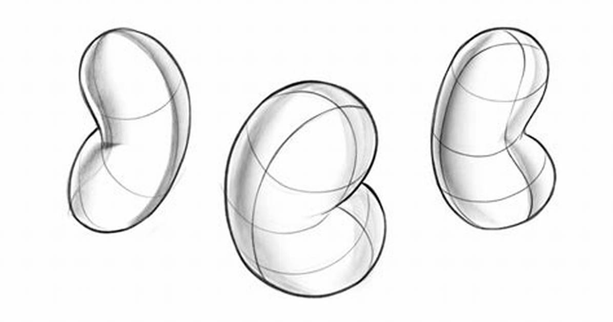 What Shape Is a Bean?
