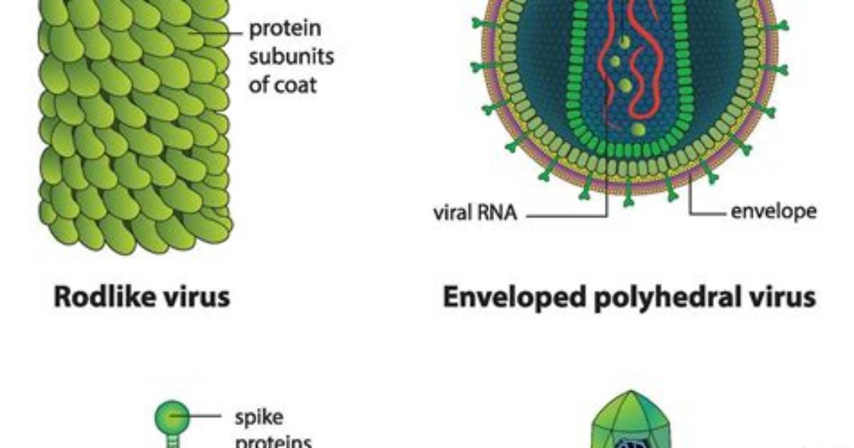 What Shapes Do Viruses Have