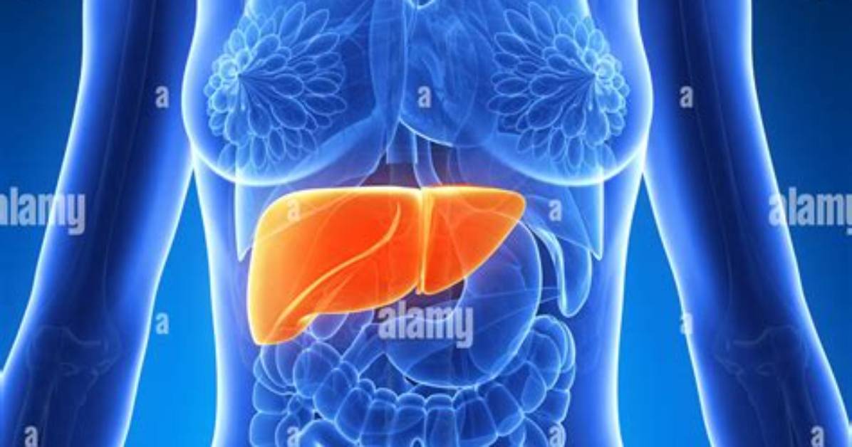 What Side Is Your Liver on Female?