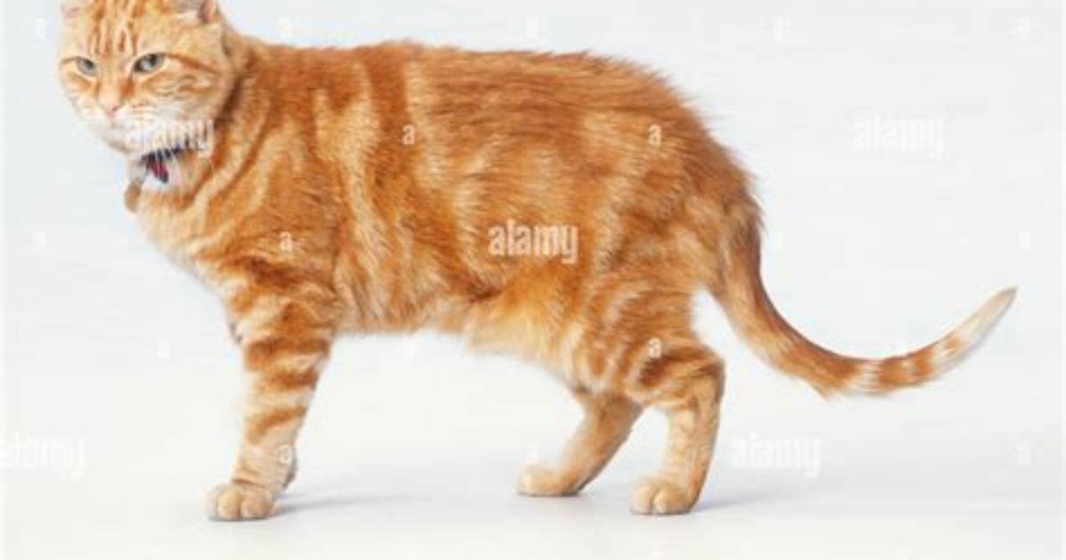 What Side of a Cat Has the Most Fur? [Riddle Answers]