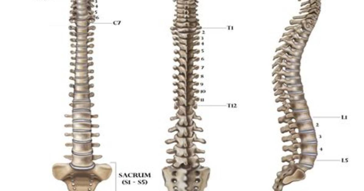 What Single Backbone Called?