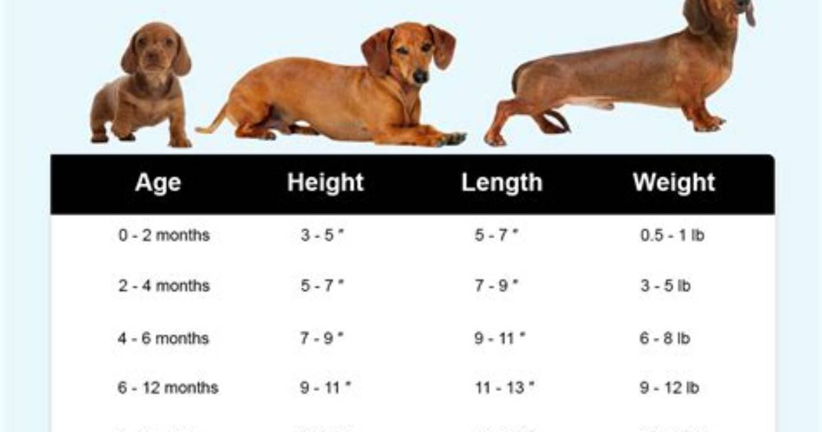 What Size Bed Does a Dachshund Need