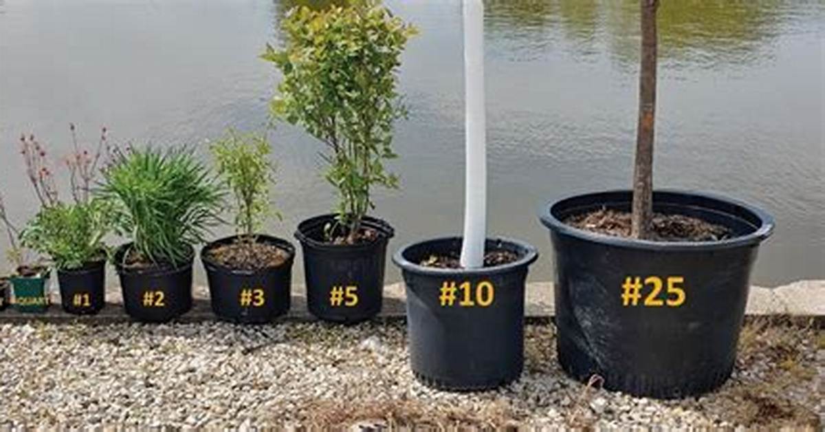 What Size Containers Do Trees Come In