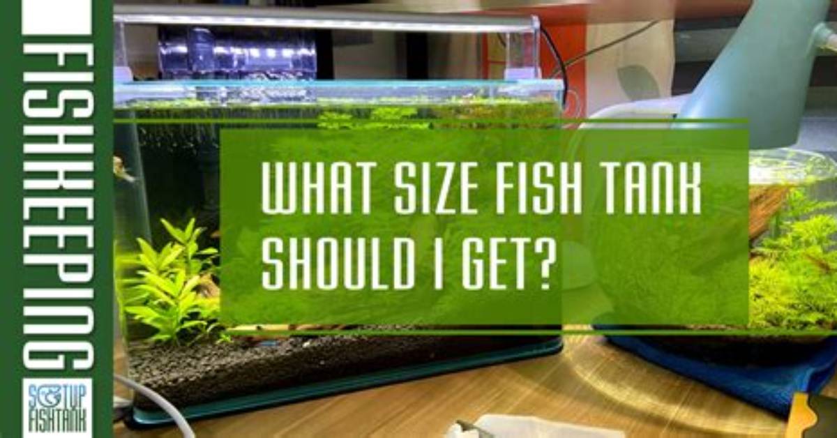 What Size Fish Tank Do I Need for 2 Goldfish