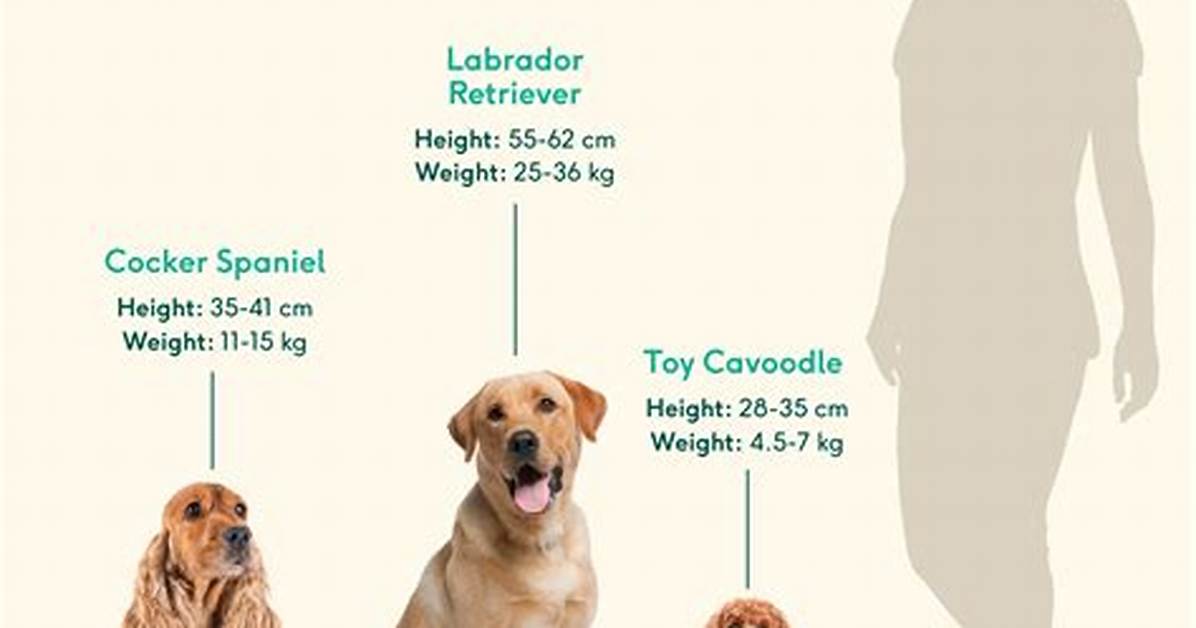 What Size Is a Cocker Spaniel?