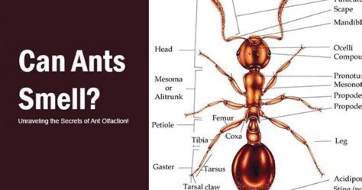What Smell Do Ants Hate?