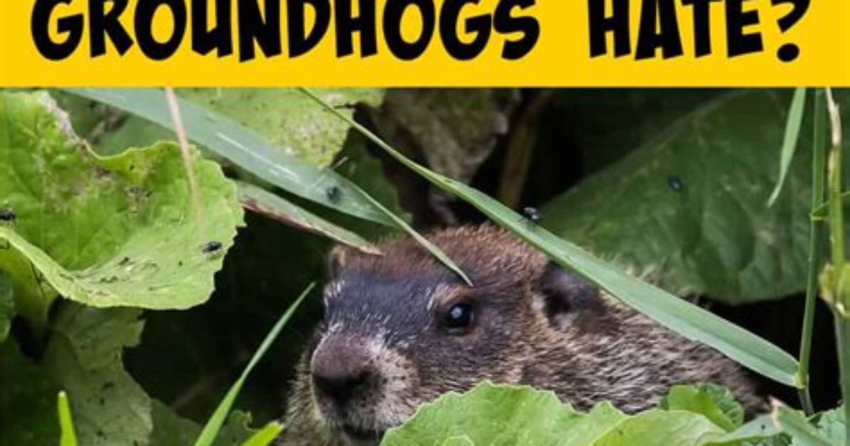 What Smell Do Groundhogs Hate?