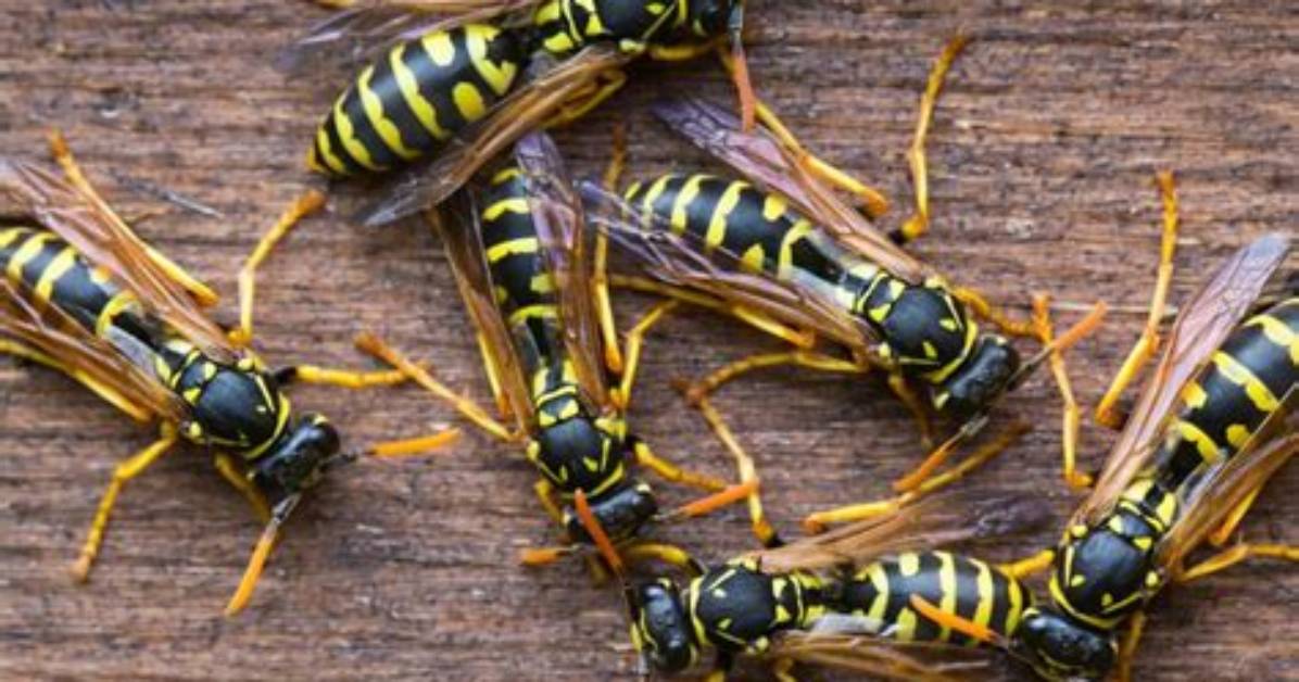 What Smell Do Wasps Hate
