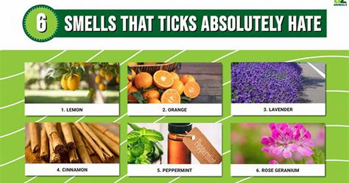 What Smell Does Ticks Hate