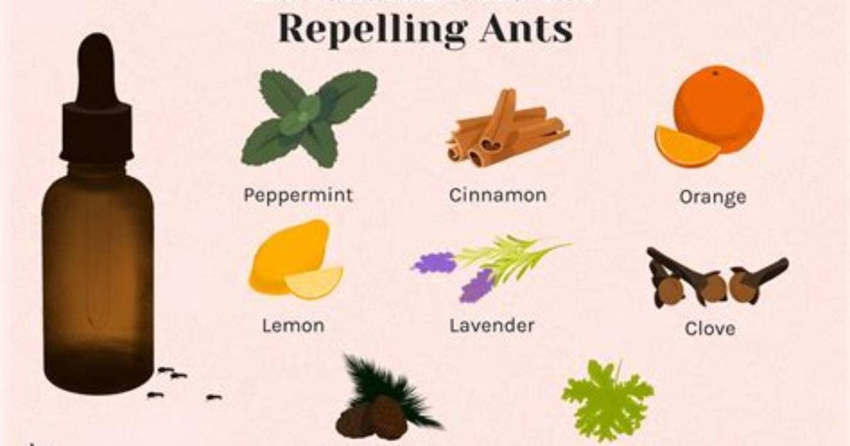 What Smell Will Deter Ants