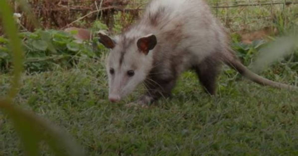 What Smells Attract Possums