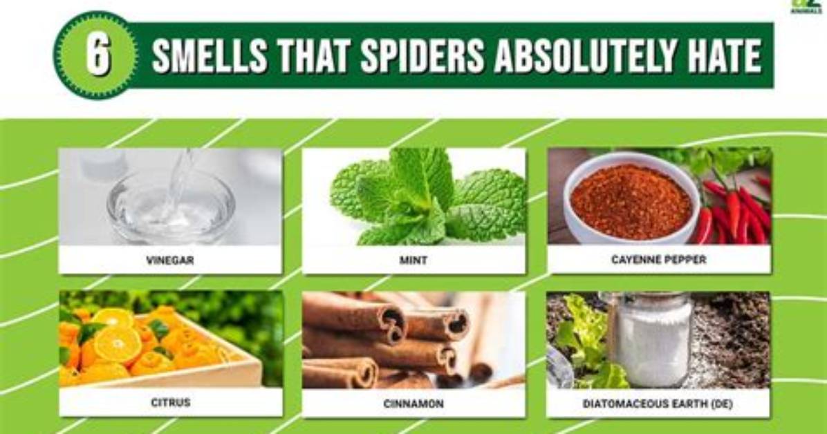 What Smells Attract Spiders