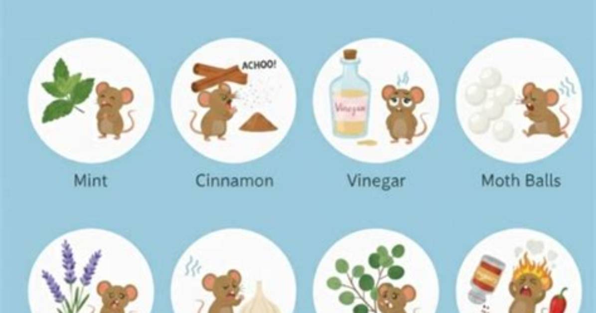 What Smells Deter Mice