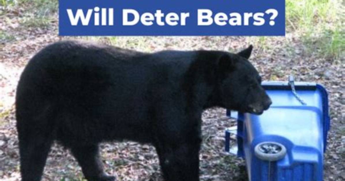 What Smells Will Deter Bears?