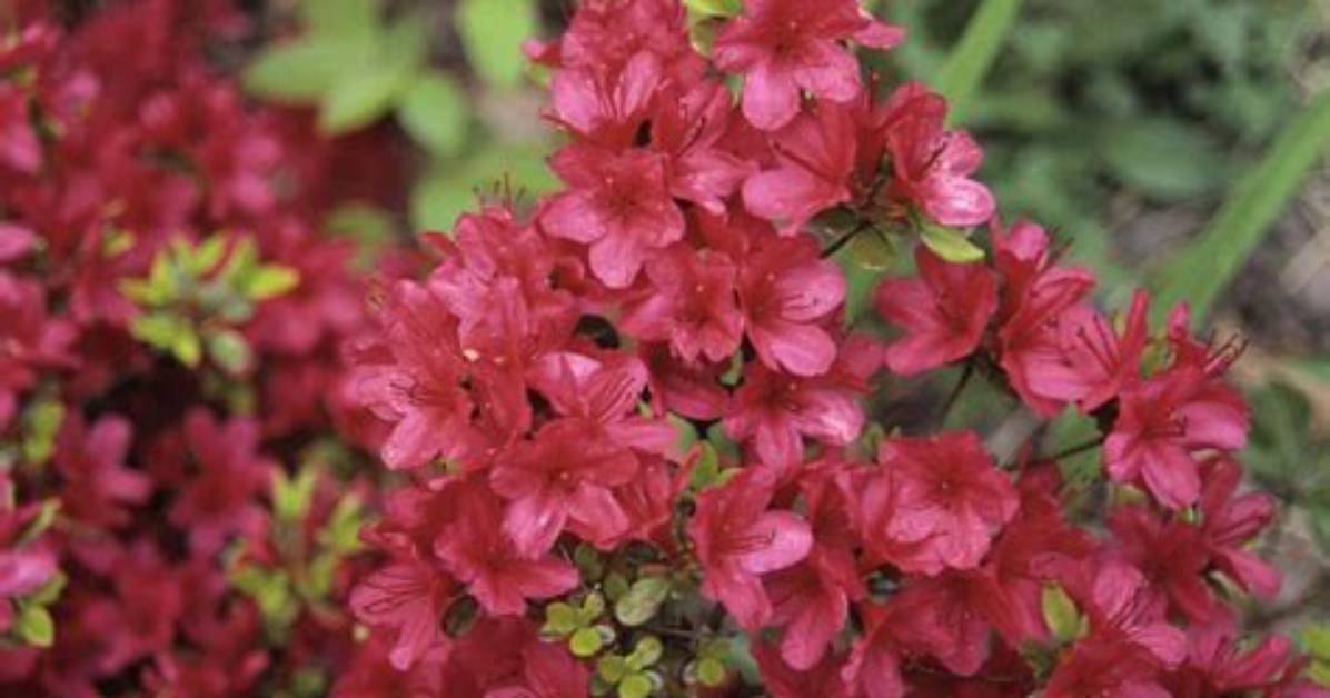 What Soil Does Azaleas Like