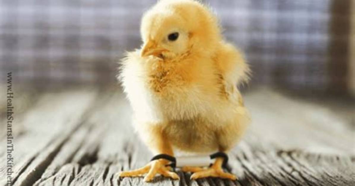 What Solidifies Around the Chick’s Legs?