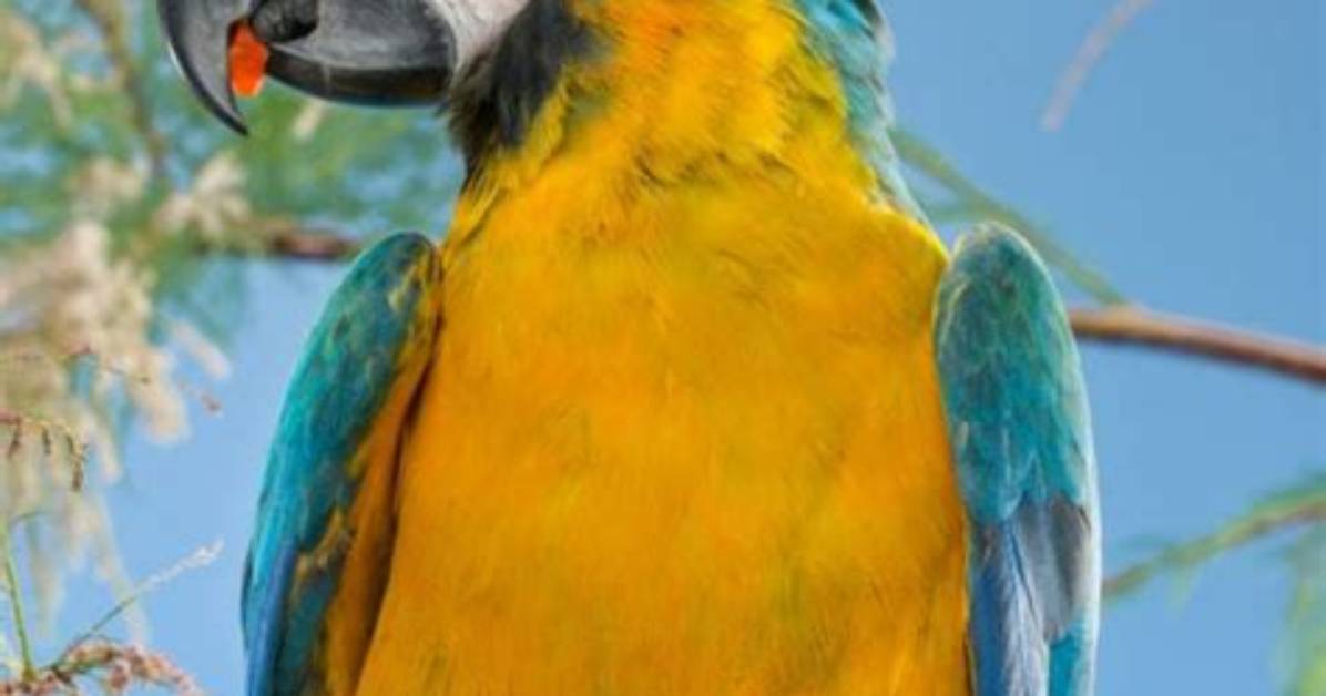 What Song Do Parrots Dance to in Minecraft