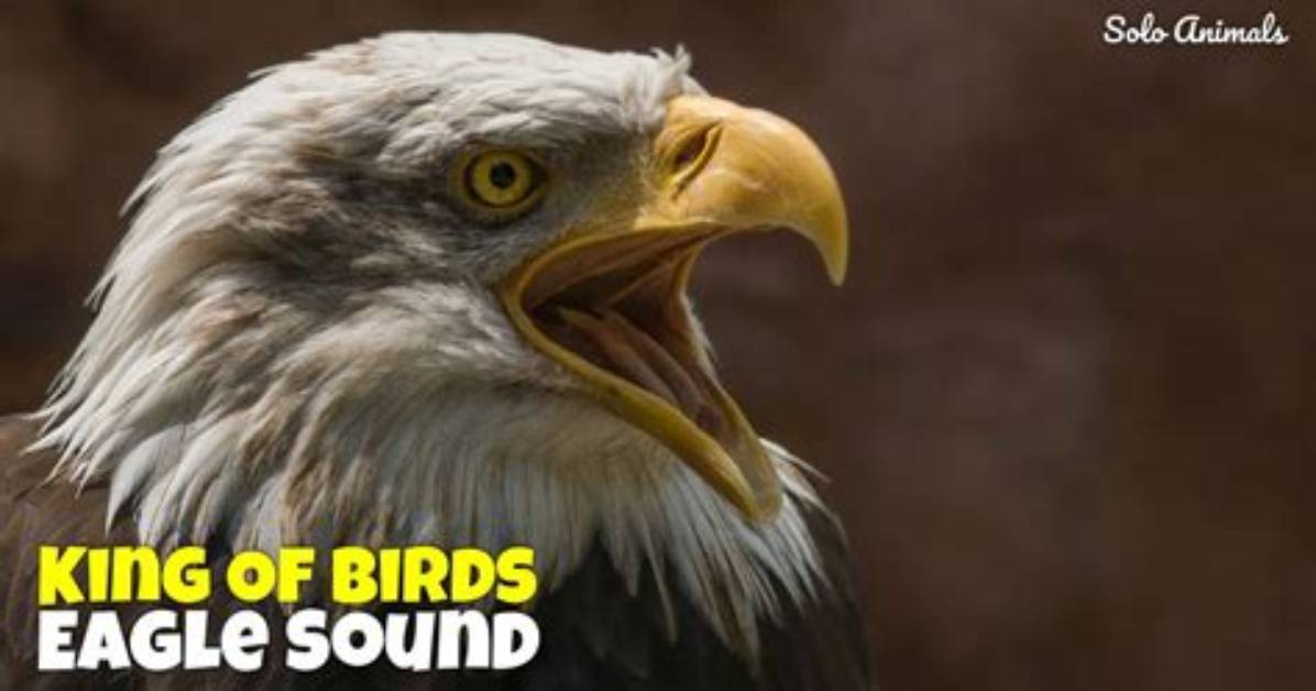 What Sound Does an Eagle Make?