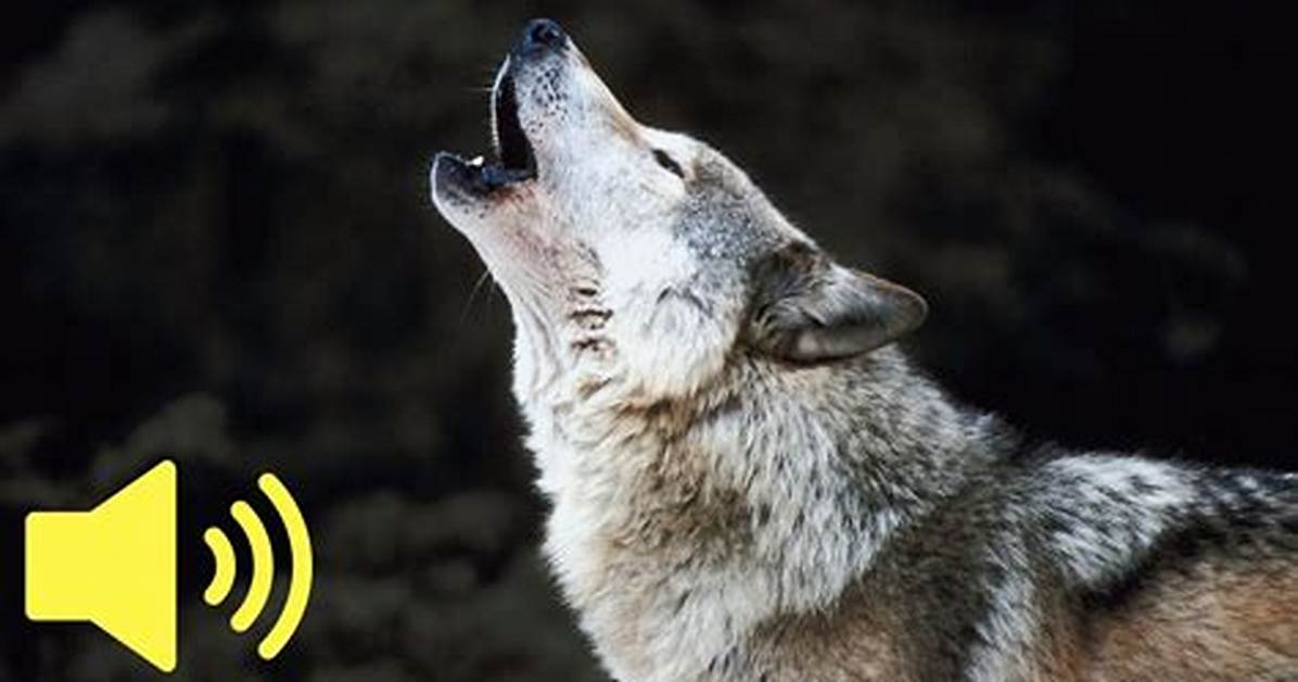What Sound Does the Wolf Make