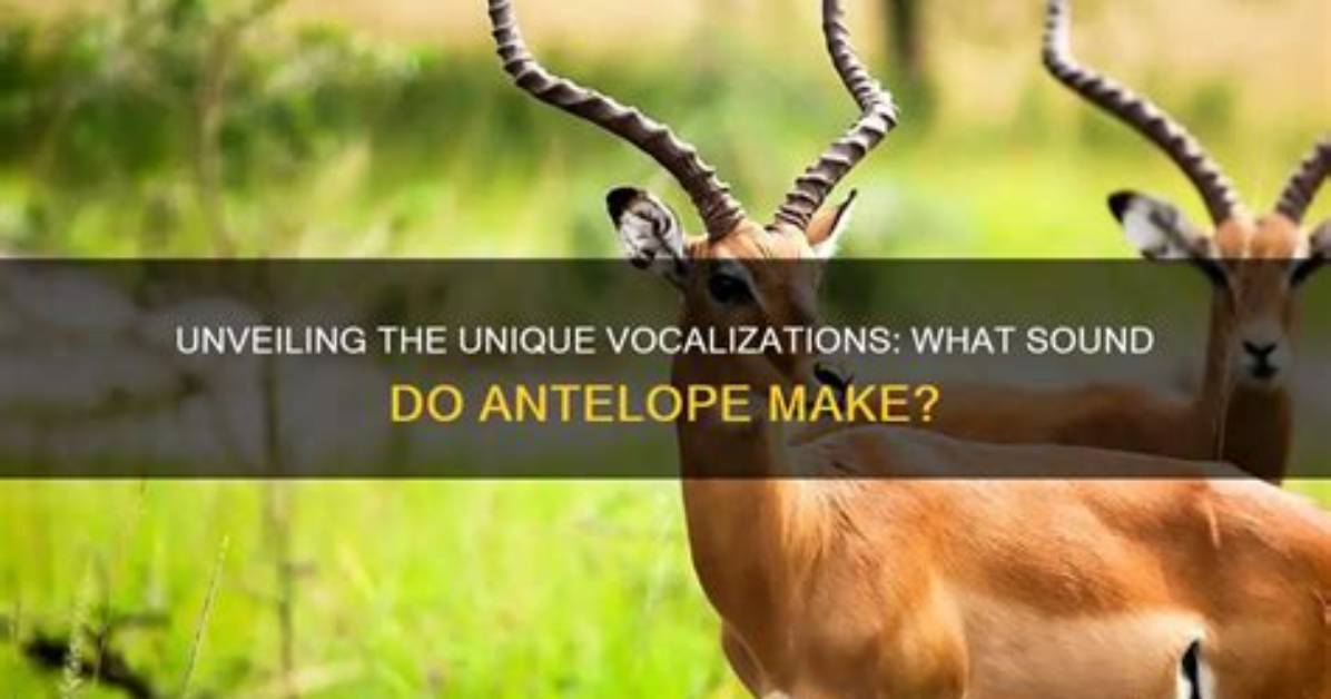 What Sounds Do Antelope Make?